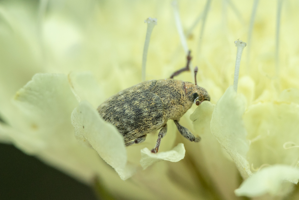 Larinus minutus - aprópúderbarkó