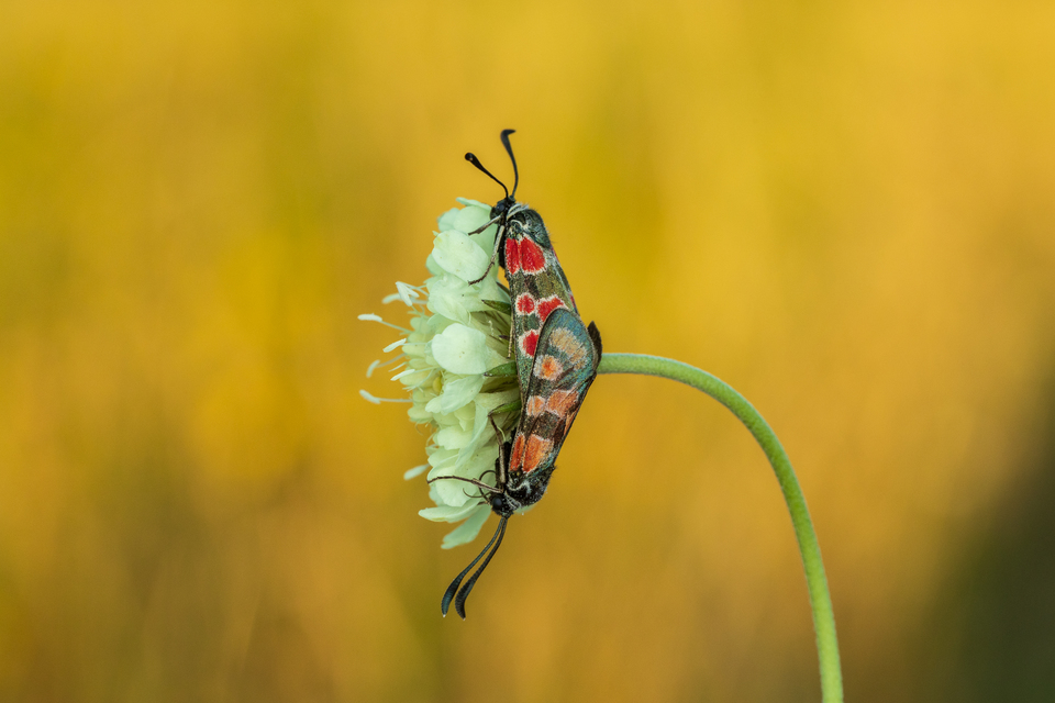 Zygaena carniolica - fehérgyűrűs csüngőlepke