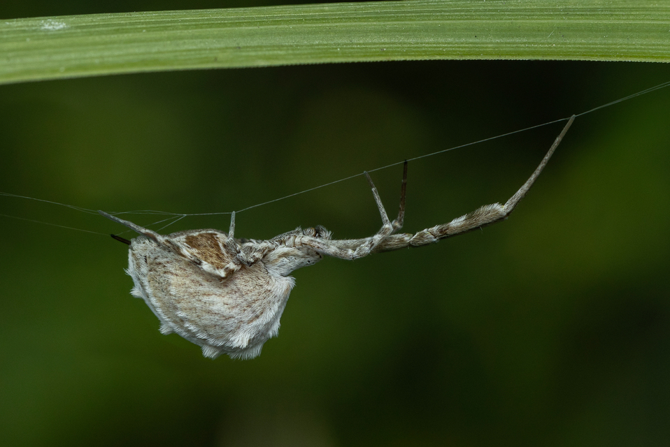 Uloborus walckenaerius - derespók