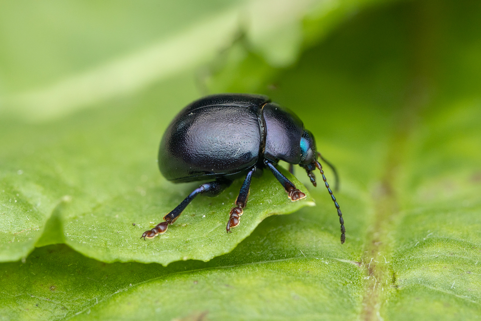 Chrysolina sturmi - vöröslábú levelész