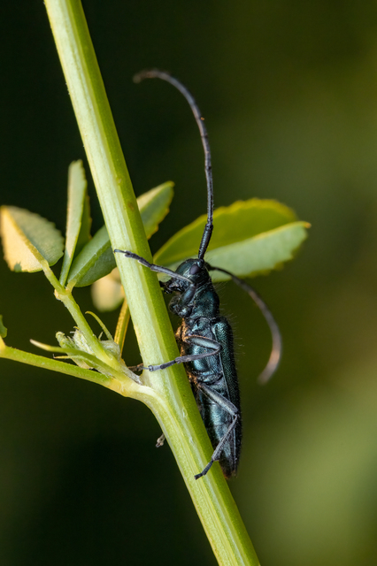 Agapanthia violacea - kék somkórócincér