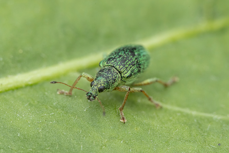 Polydrusus formosus - selymes lombormányos