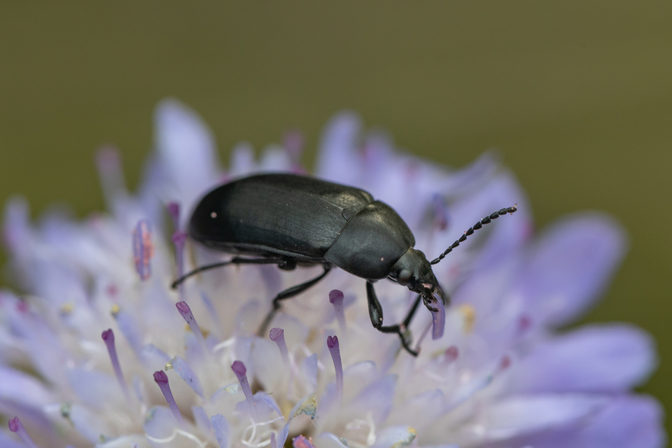 Podonta nigrita - szerecsenbogár