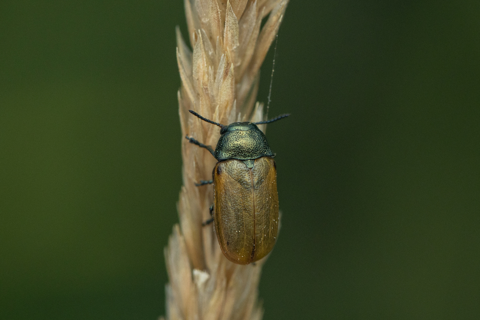 Labidostomis Labidostomis