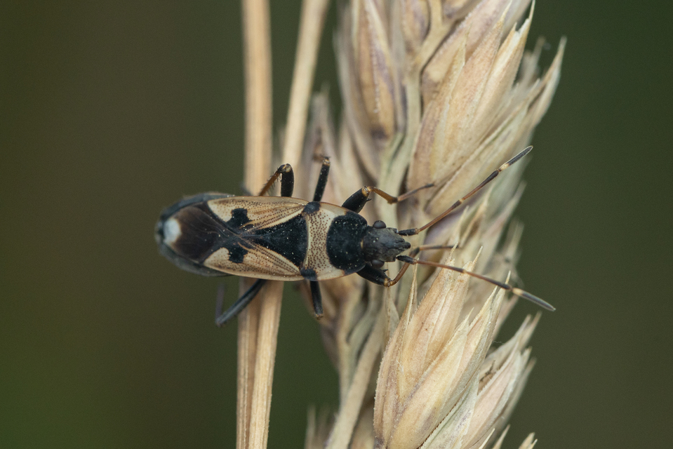 Raglius confusus