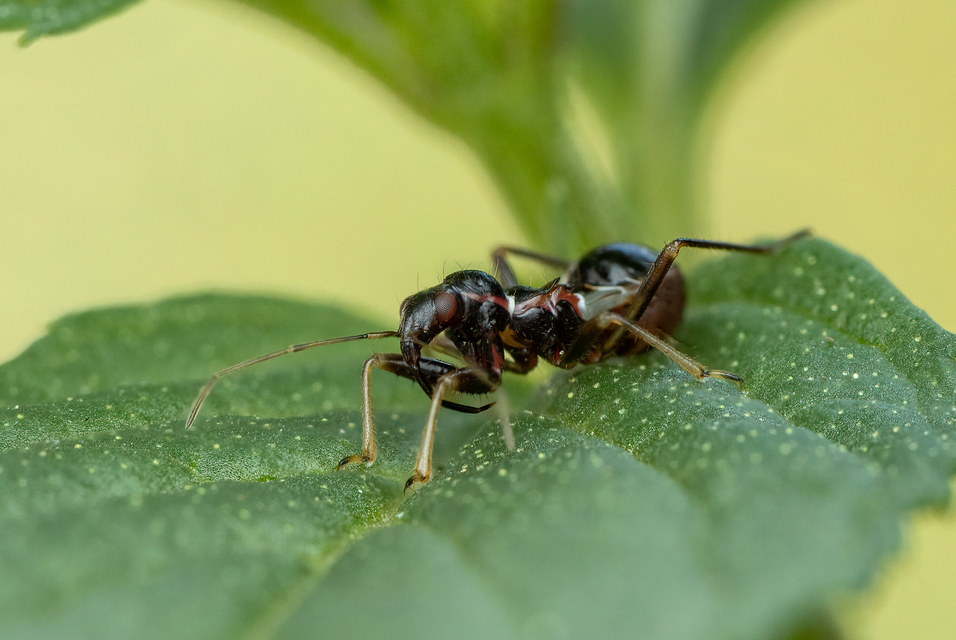 Himacerus mirmicoides - csalán-tolvajpoloska