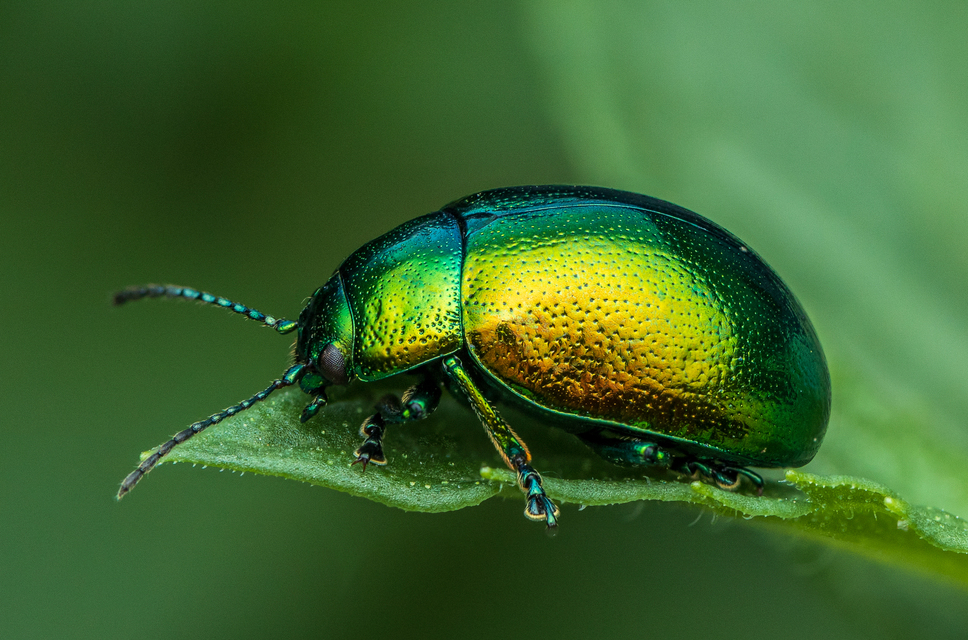 Chrysolina herbacea - zöld mentalevelész