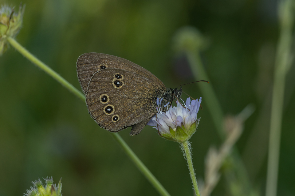 Aphantopus hyperanthus - közönséges ökörszemlepke