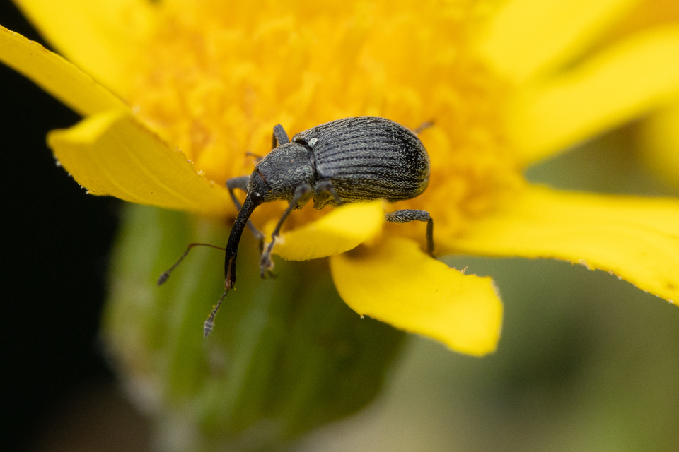 Anthonomus rubi - szamóca-bimbólikasztó Anthonomus rubi - szamóca-bimbólikasztó