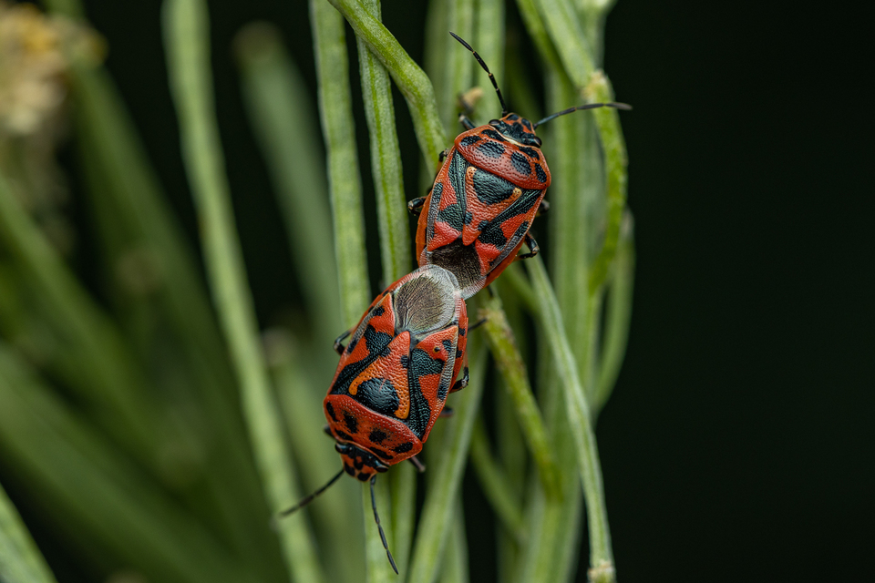 Eurydema ornata - díszespoloska