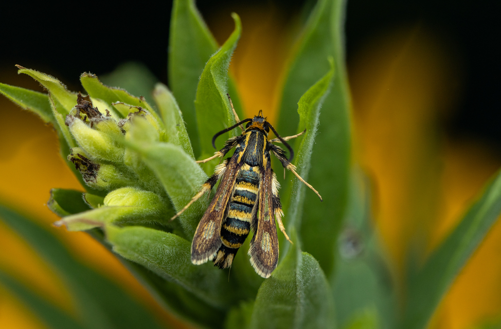 Sesiidae - szitkárfélék
