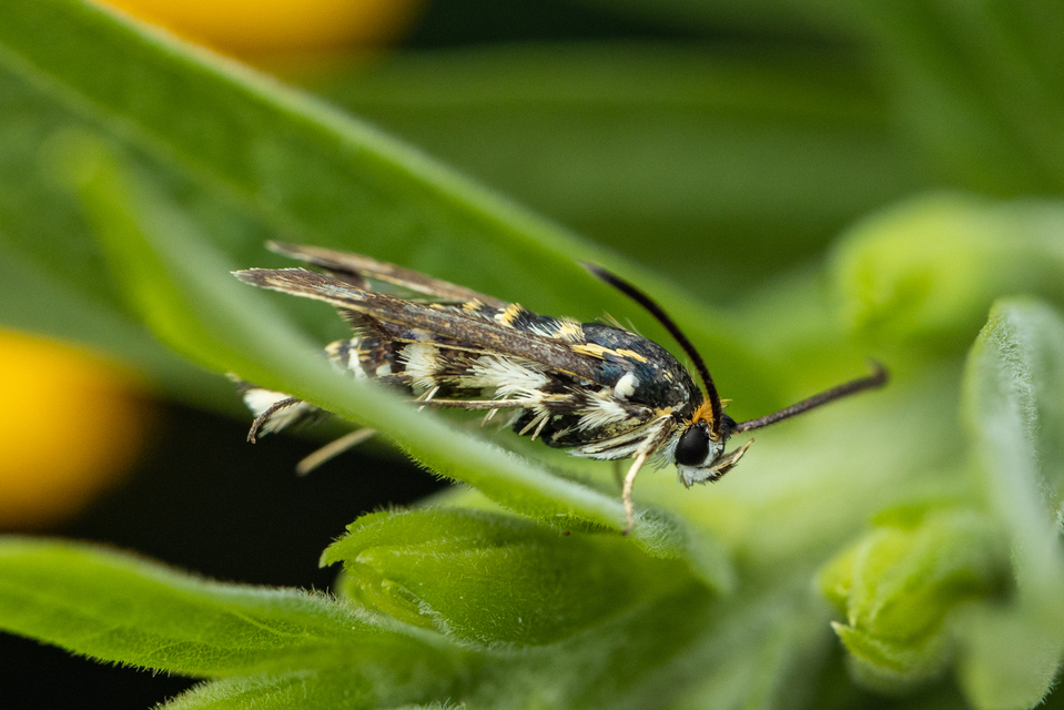 Sesiidae - szitkárfélék