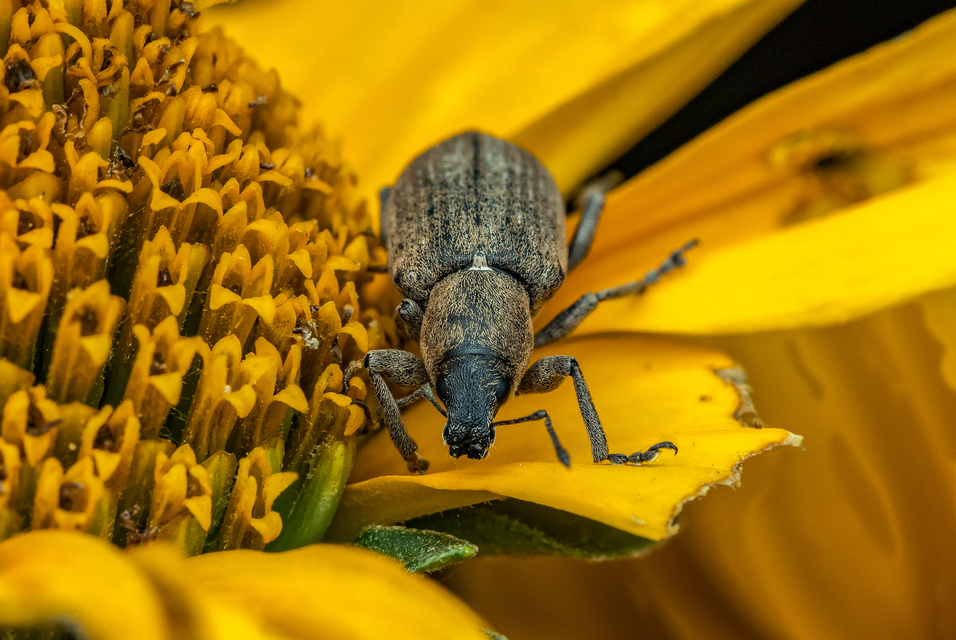 Tanymecus palliatus - közönséges hegyesfarúbarkó