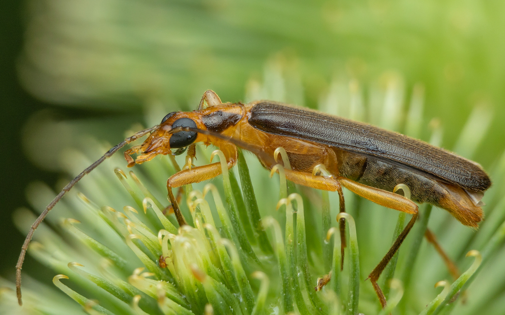 Nacerdes carniolica - karnóliai álcincér