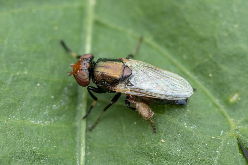 Physiphora alceae