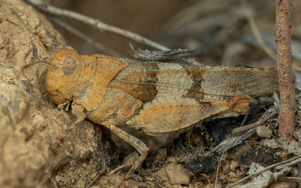 Oedipoda caerulescens - kékszárnyú sáska