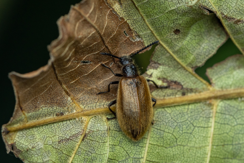 Lagria hirta - réti gyapjasbogár Lagria hirta - réti gyapjasbogár