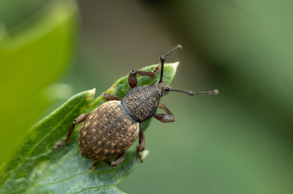 Otiorhynchus raucus - molyhos gyalogormányos