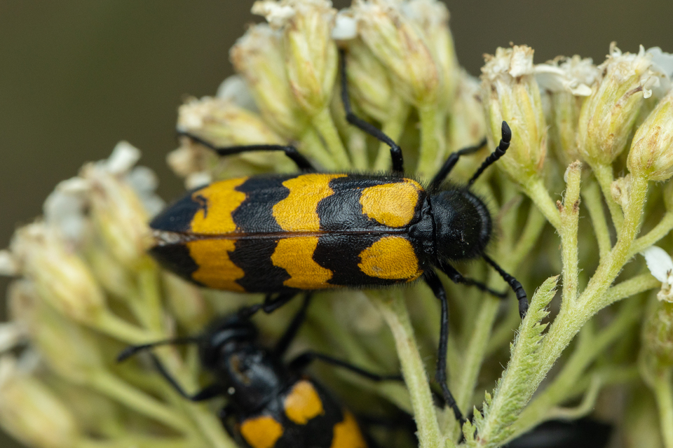 Mylabris variabilis - szalagos hólyaghúzó