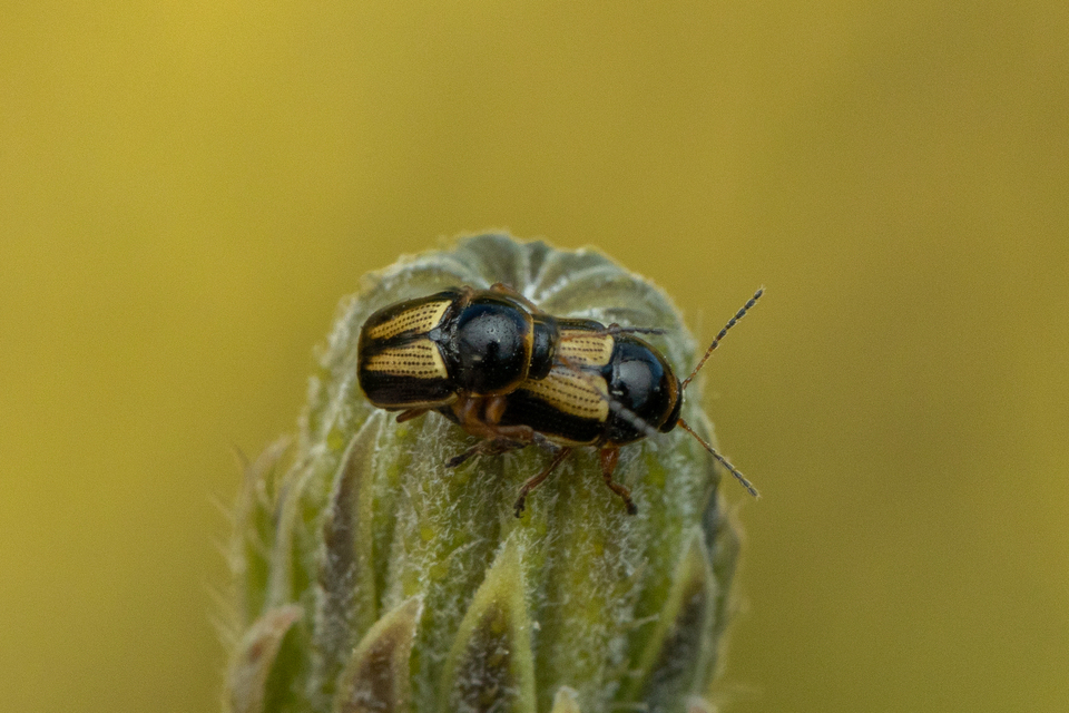 Cryptocephalus connexus - sávos zömökbogár