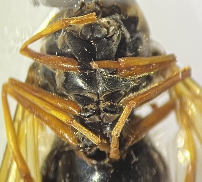 Chrysotoxum festivum - közönséges öveslégy