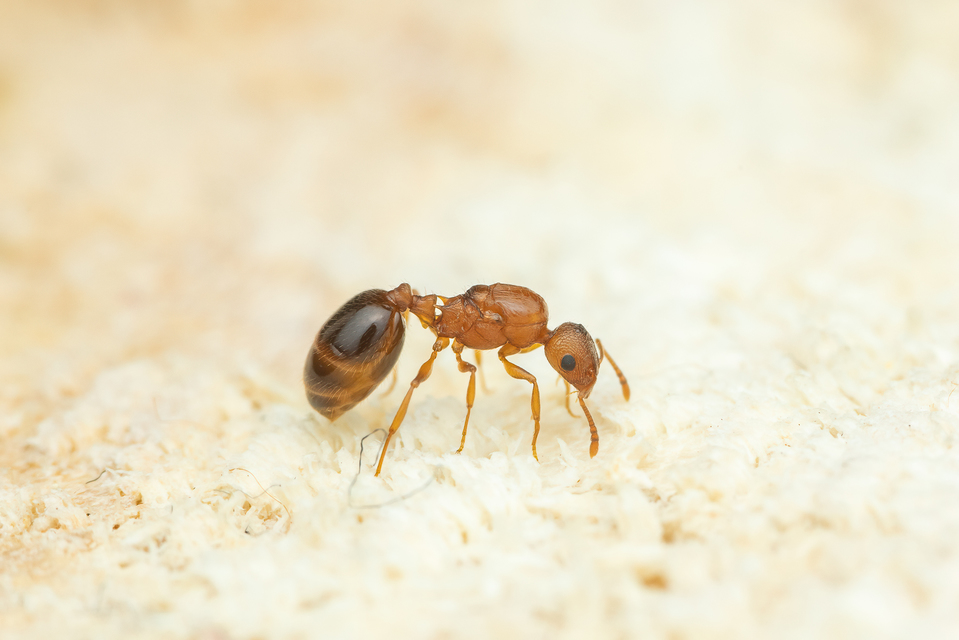Temnothorax clypeatus - rozsdás kéreghangya