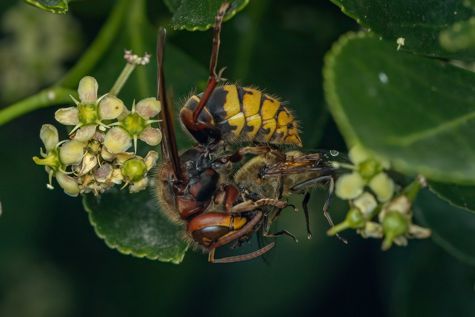 Vespa crabro - lódarázs