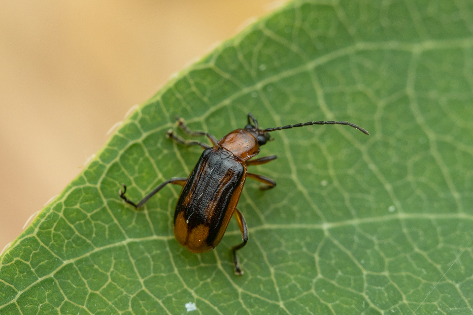 Diabrotica virgifera - amerikai kukoricabogár