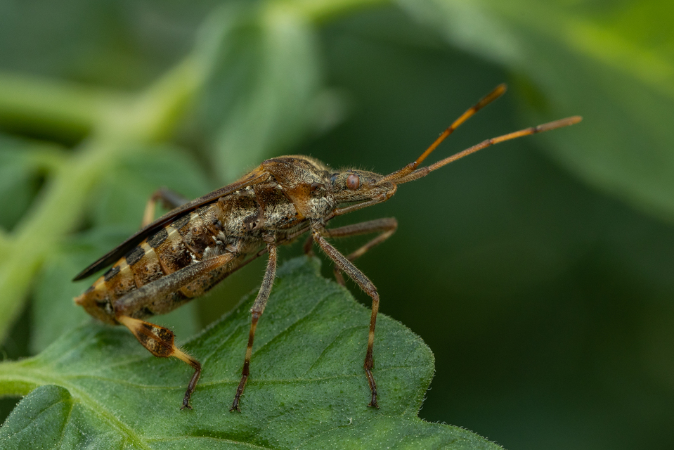 Leptoglossus occidentalis - nyugati levéllábú poloska