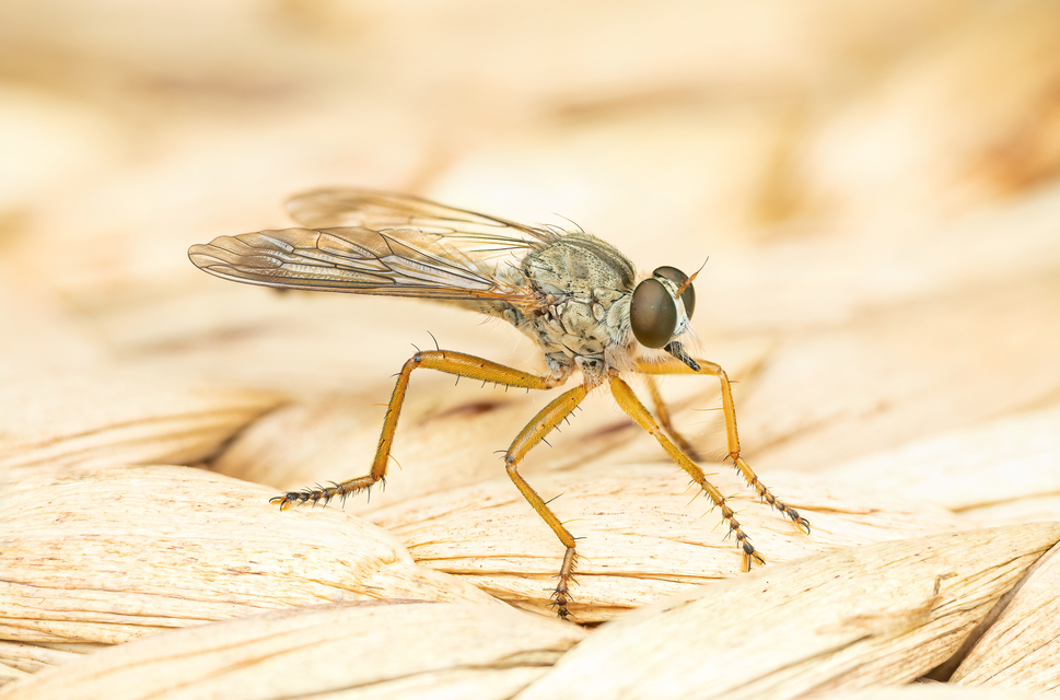 Aneomochtherus flavicornis