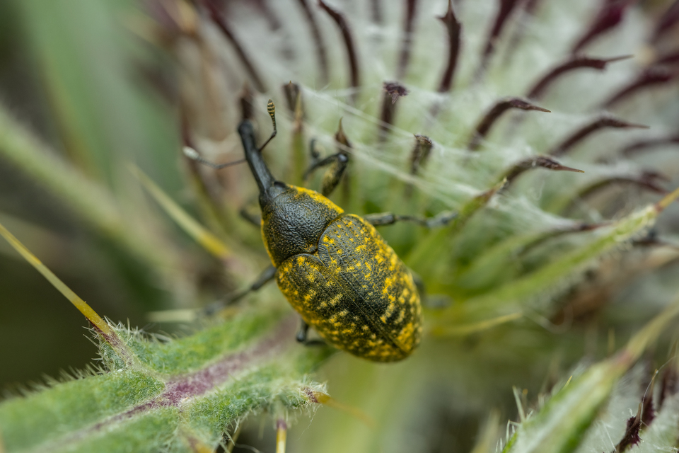 Larinus sturnus - aszat-púderbarkó