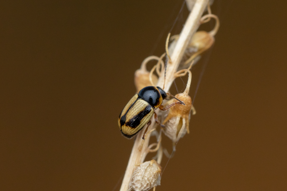 Cryptocephalus connexus - sávos zömökbogár