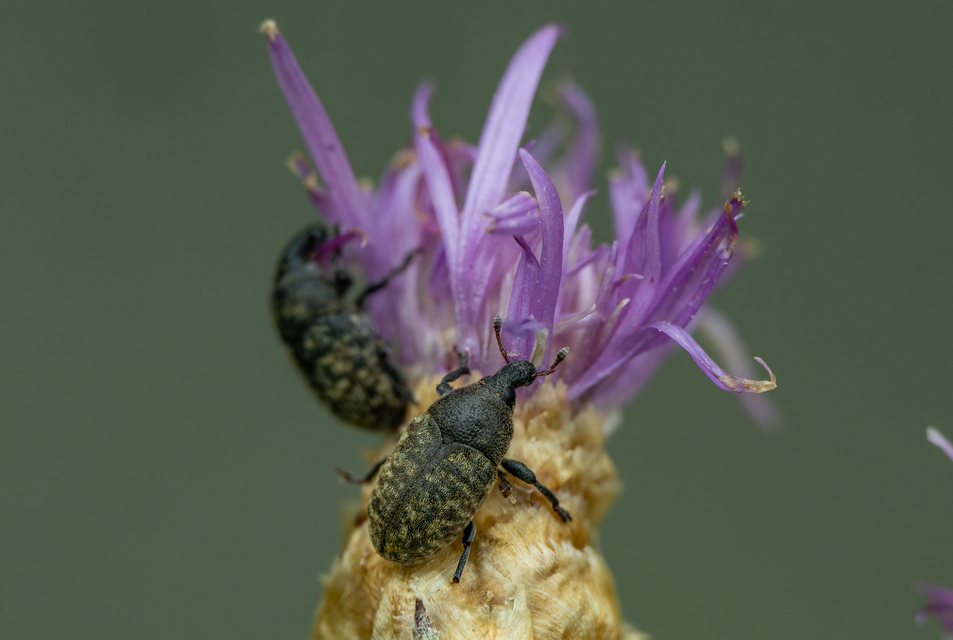 Larinus obtusus - imola-púderbarkó