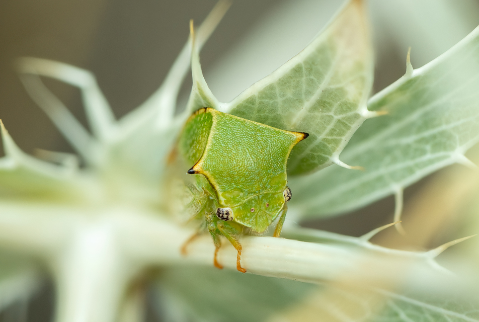 Stictocephala bisonia - bivalykabóca