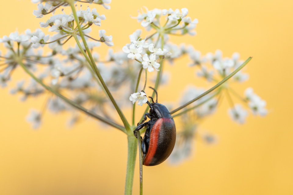 Chrysolina limbata - keretes levélbogár