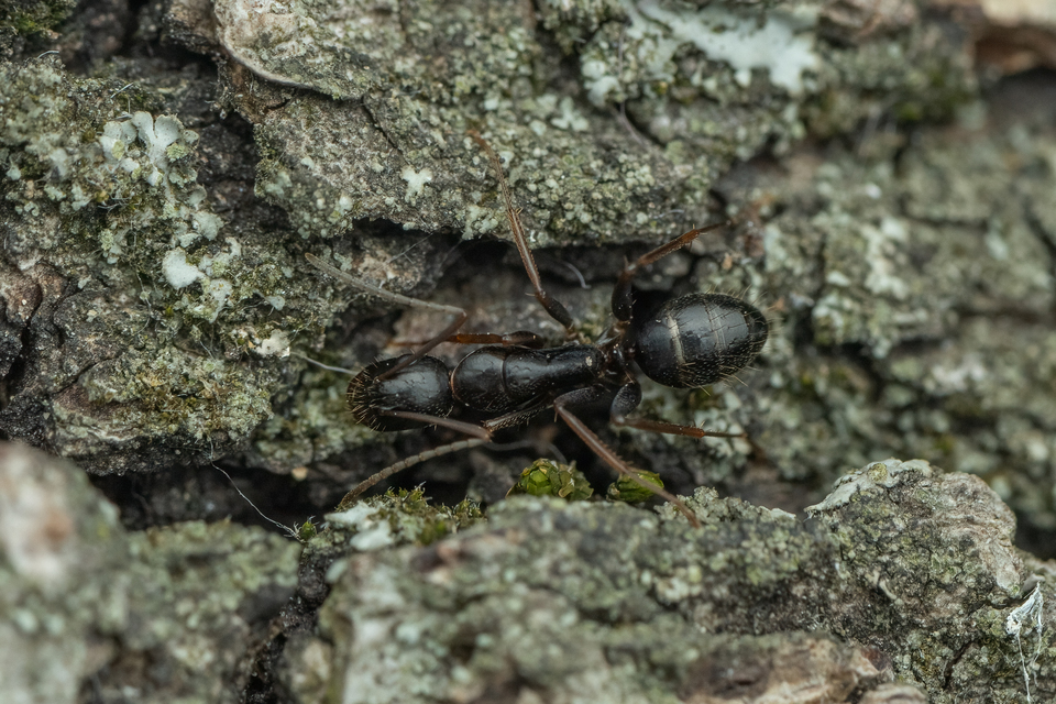 Camponotus aethiops - szőrös lóhangya