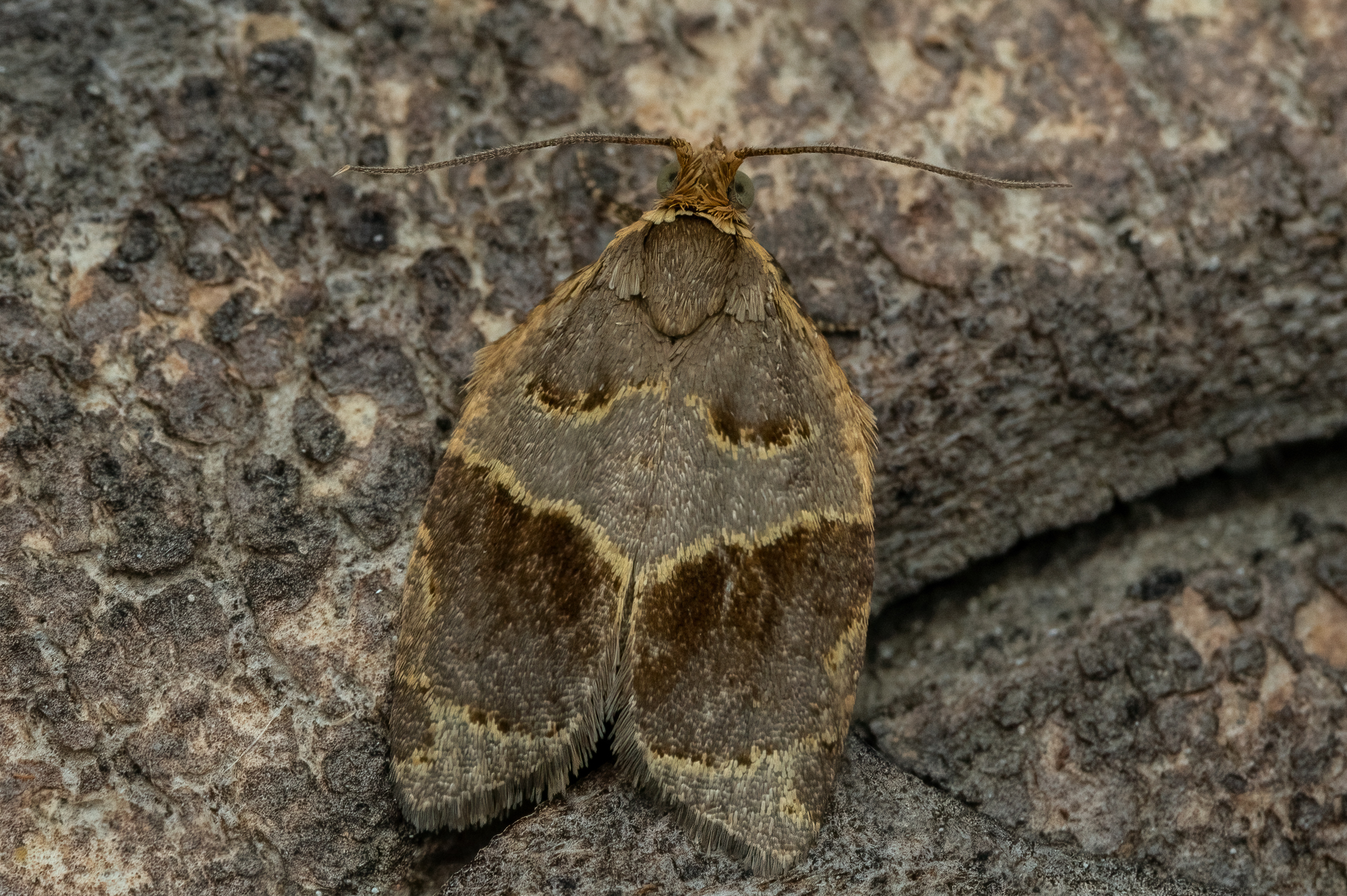 Clepsis dumicolana - borostyánmoly