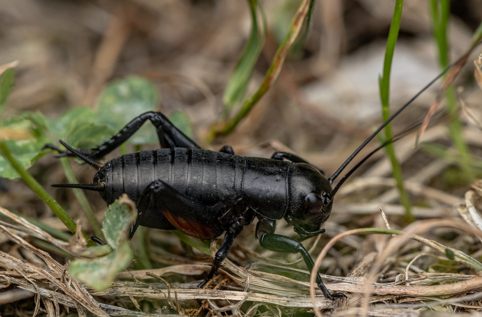 Gryllus campestris - mezei tücsök
