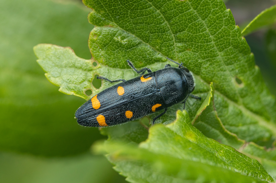 Ptosima undecimmaculata - sárgafoltos díszbogár