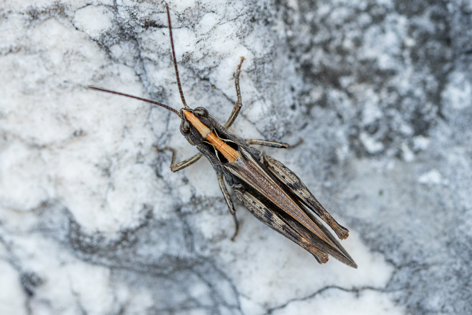 Chorthippus (Glyptobothrus) (subgenus)