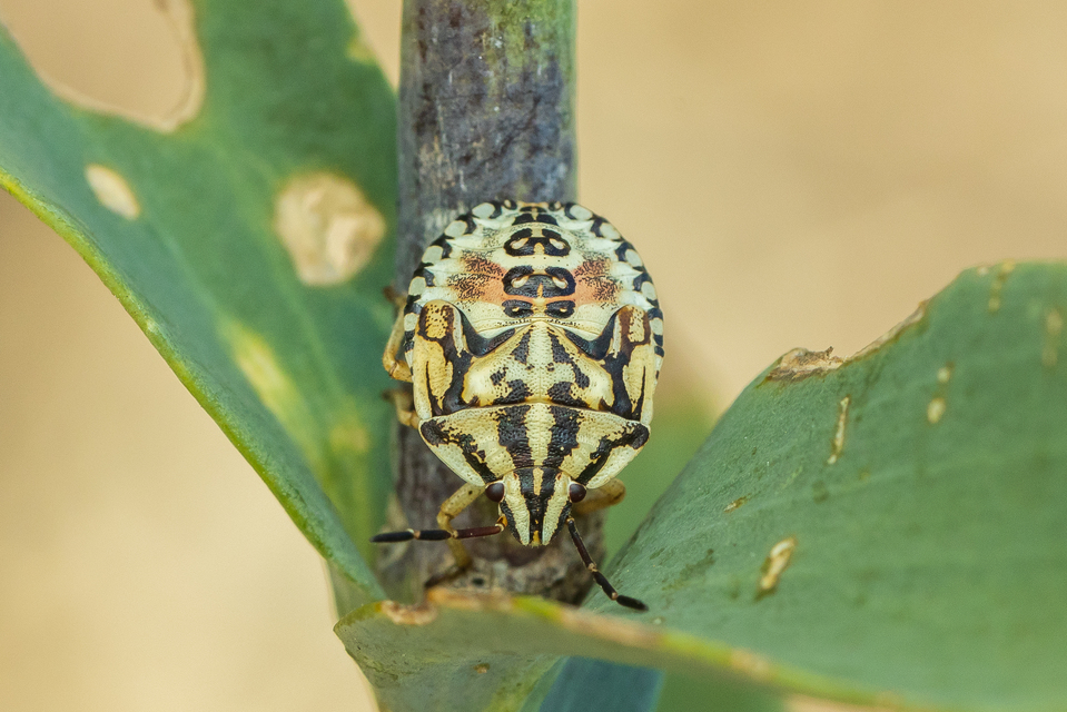 Carpocoris