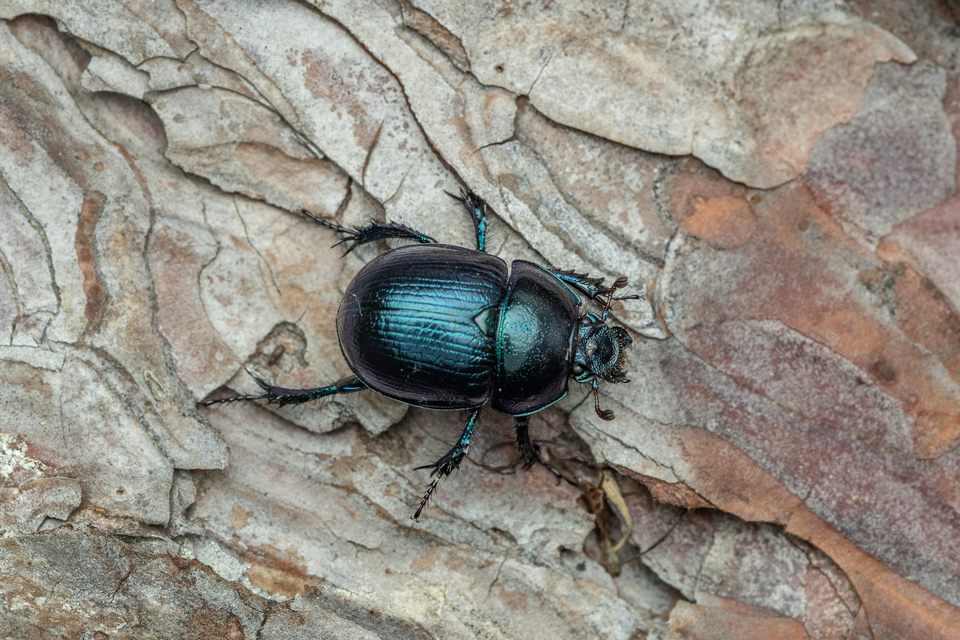 Anoplotrupes stercorosus - erdei álganéjtúró