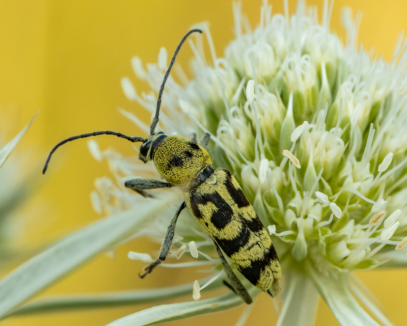Chlorophorus varius - díszes darázscincér