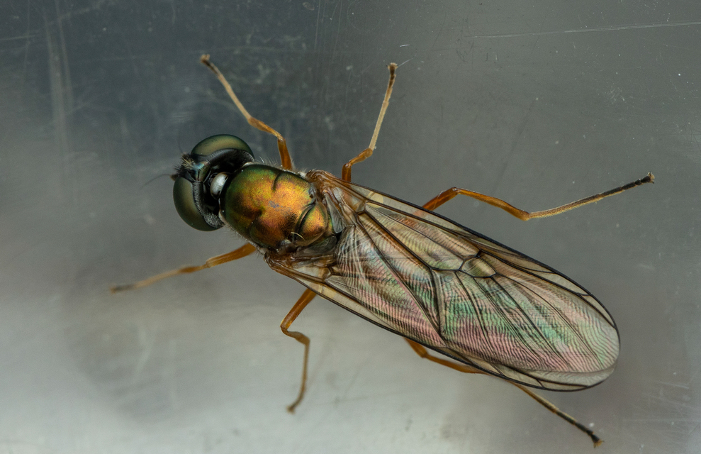 Sargus bipunctatus - kétpettyes fémeslégy