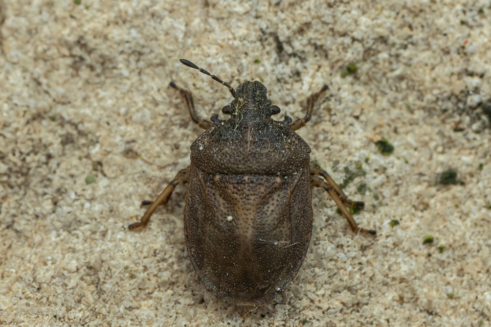 Podops inunctus - szarvas pajzsospoloska Podops inunctus - szarvas pajzsospoloska