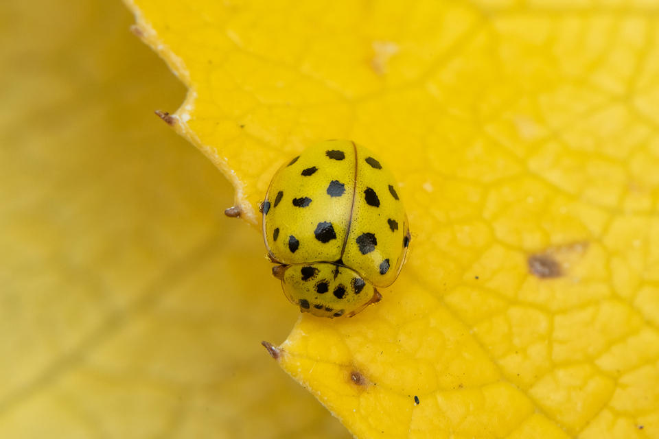 Psyllobora vigintiduopunctata - huszonkétpettyes katica