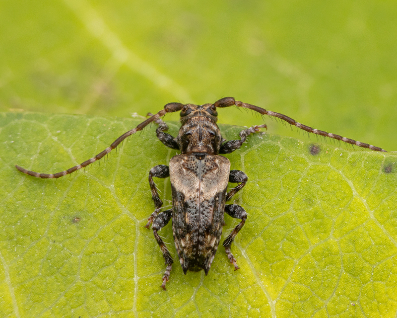 Pogonocherus hispidus - kéttövises ecsetcincér