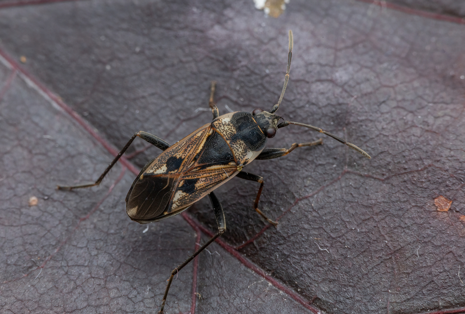 Rhyparochromus vulgaris - közönséges díszesbodobács