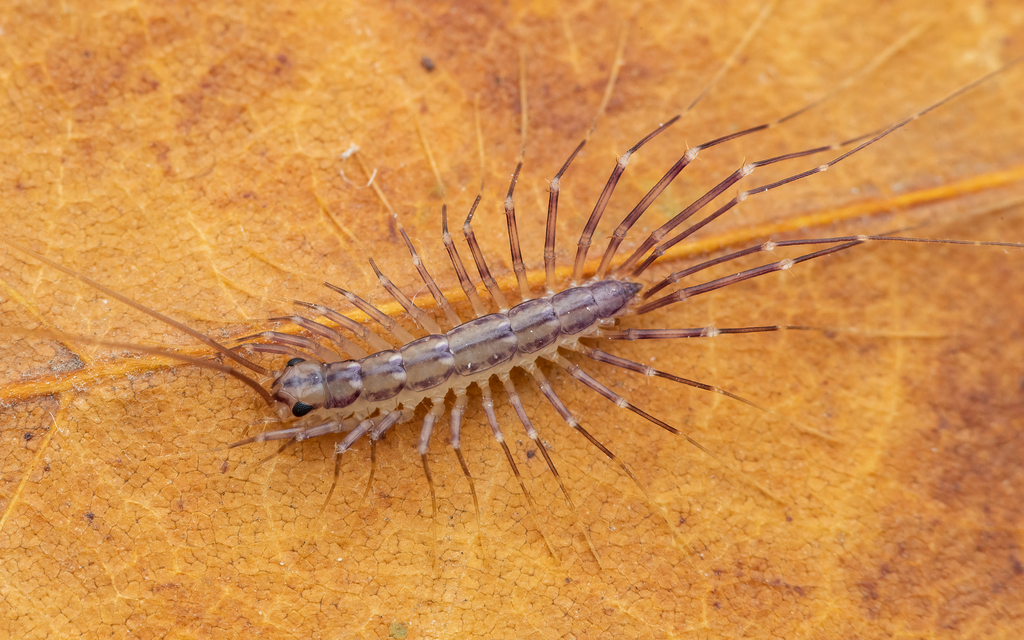 Scutigera coleoptrata - légyölő pókszázlábú