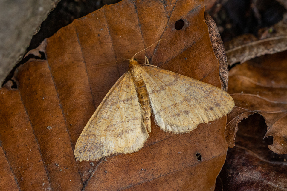 Agriopis aurantiaria - aranysárga téliaraszoló